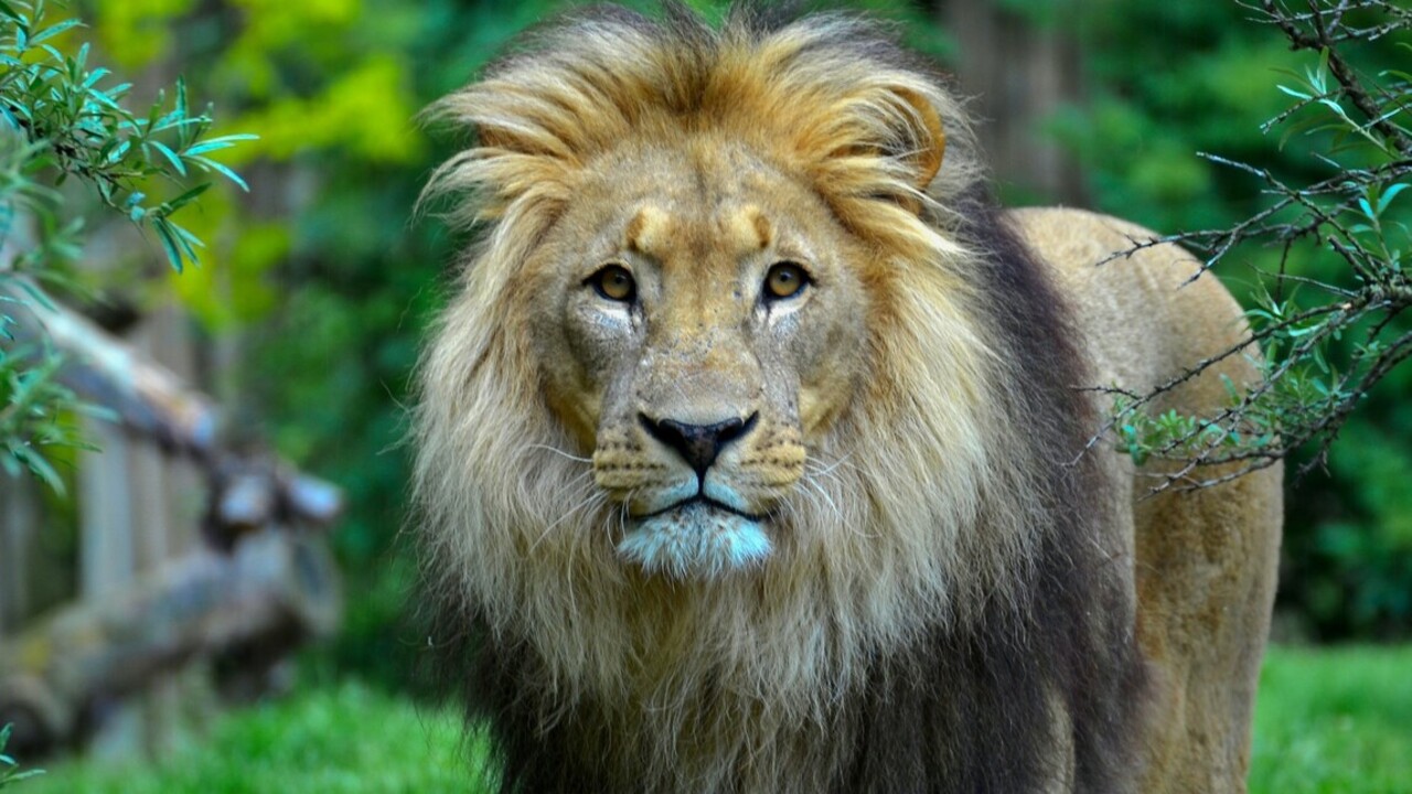 Amikor az oroszlán megnő, már nem annyira aranyos (Fotó: Pexels.com)