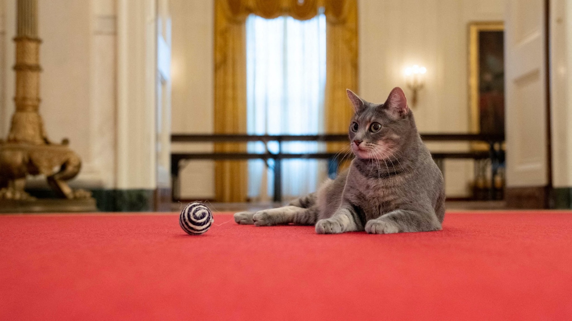 Willow macska a Fehér Házban