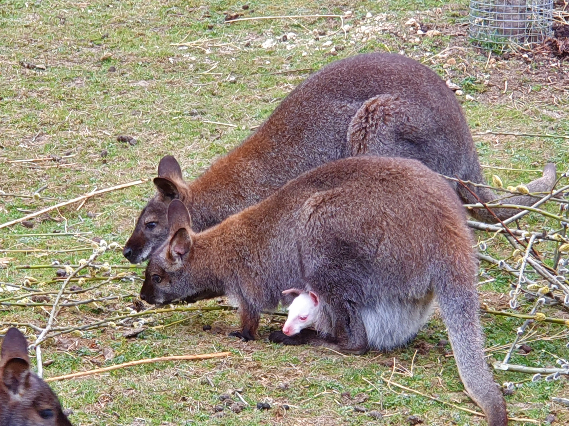 állattartás hangya kenguru állatorvos