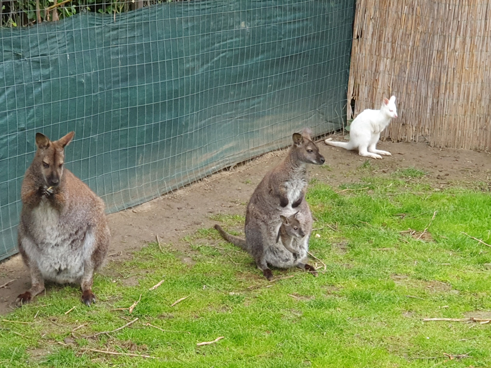 állattartás hangya kenguru állatorvos