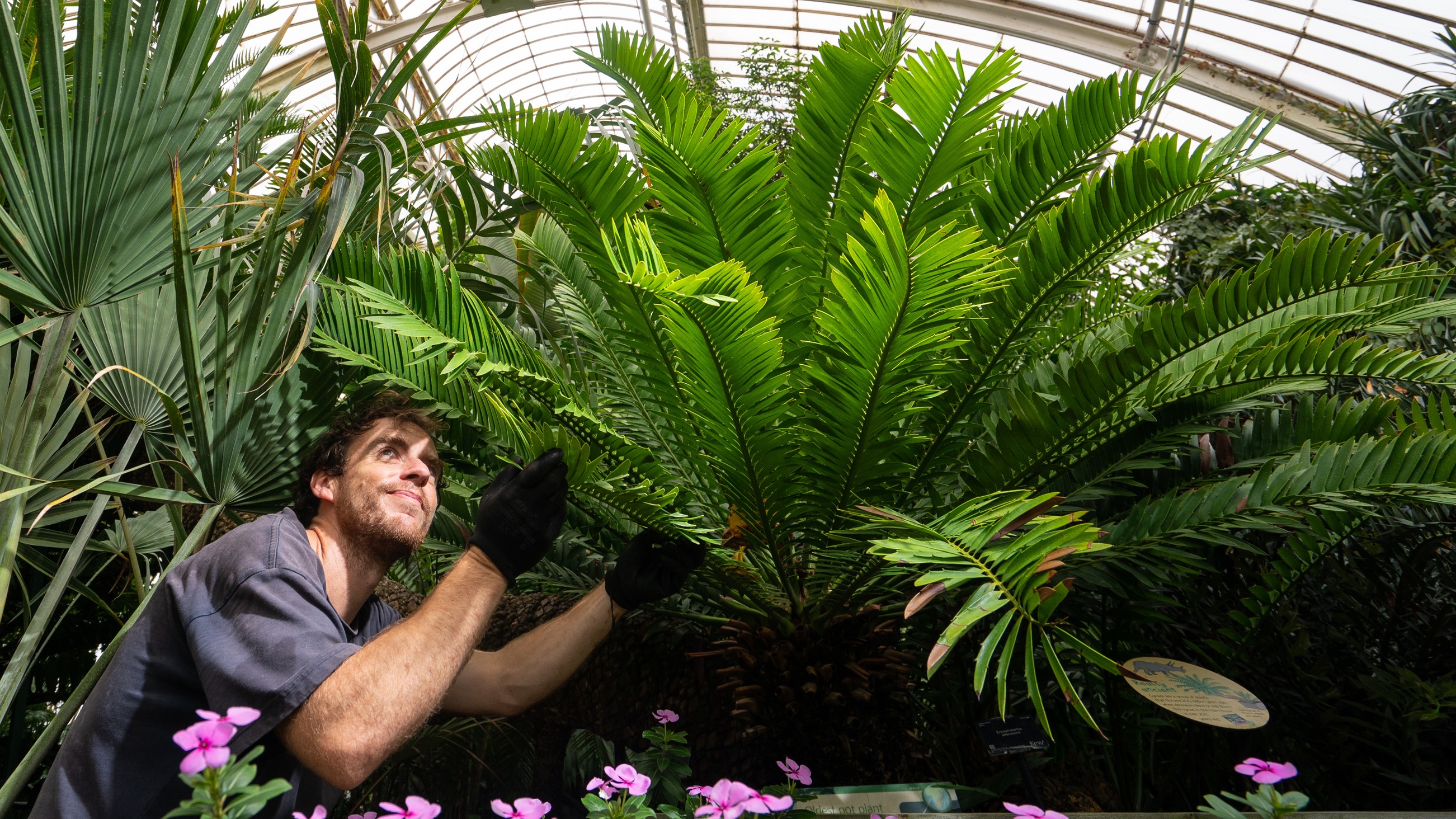 A kert egyik botanikusa, Will Spoelstra a Guinness-rekorder cikásszal