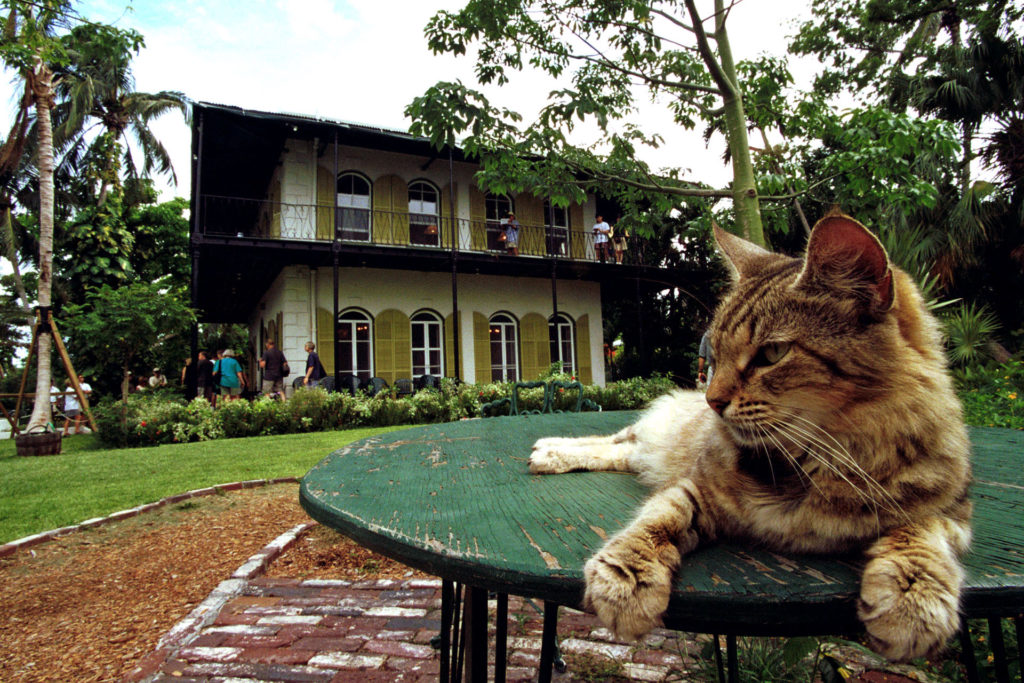 macskák Ernest Hemingway polydaktil