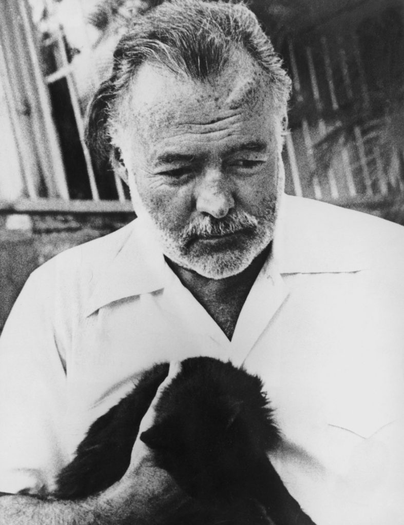 macskák Ernest Hemingway polydaktil