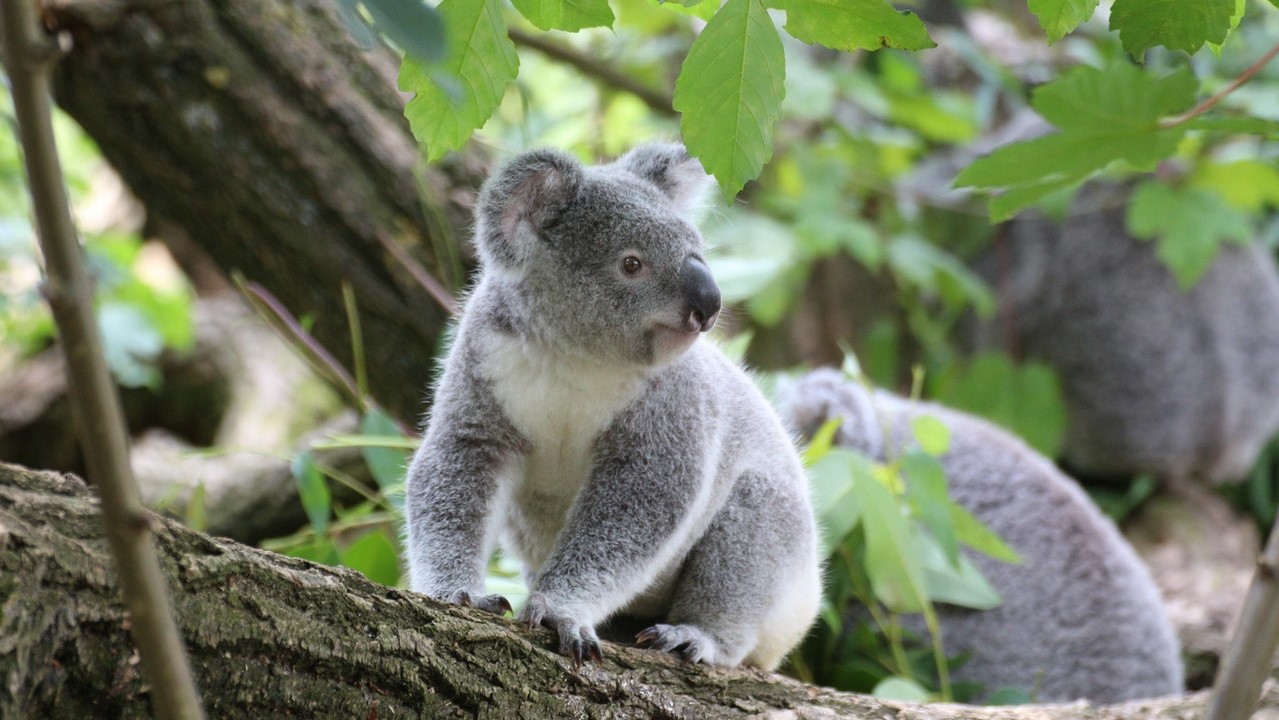 Veszélyben a koalák (Fotó: Pexels.com)