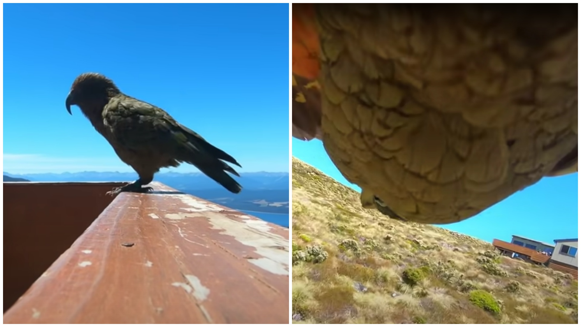 Kamerát lopott a papagáj, és lélegzetelállító videót készített