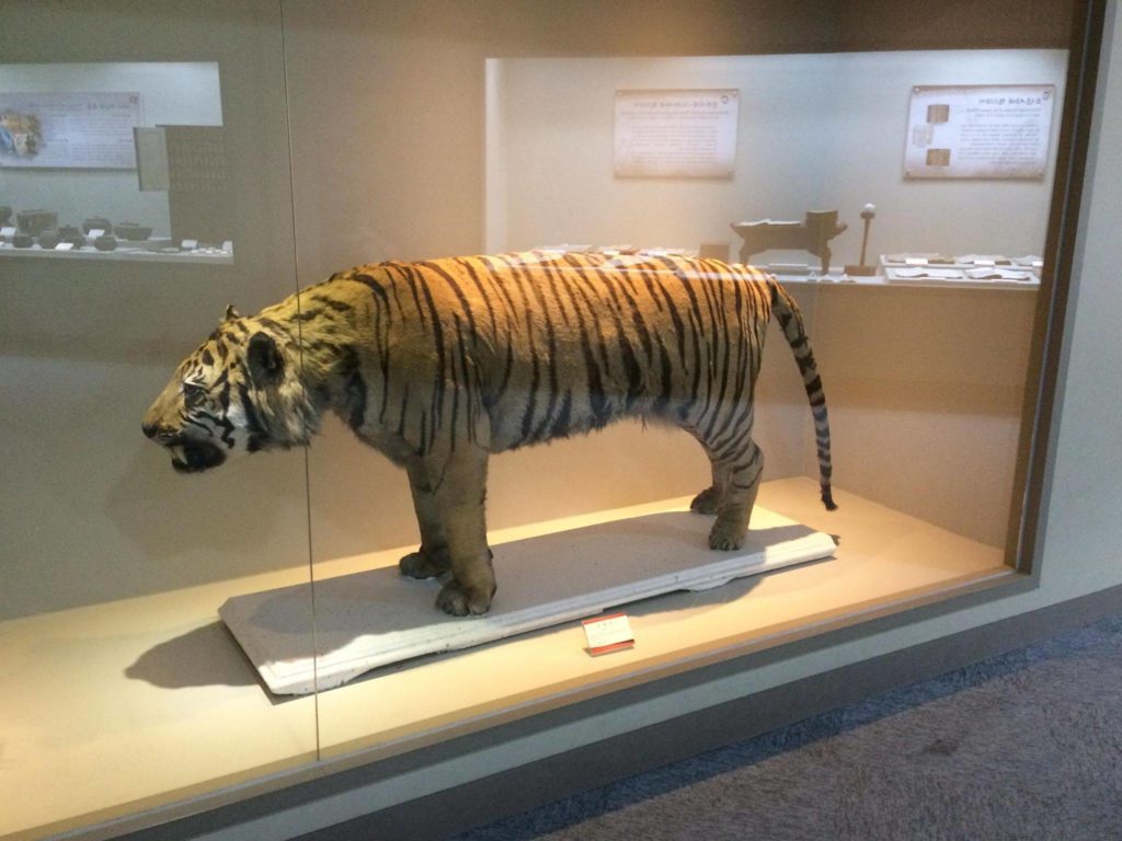 Néprajzi múzeum gyűjtés kampány tigris