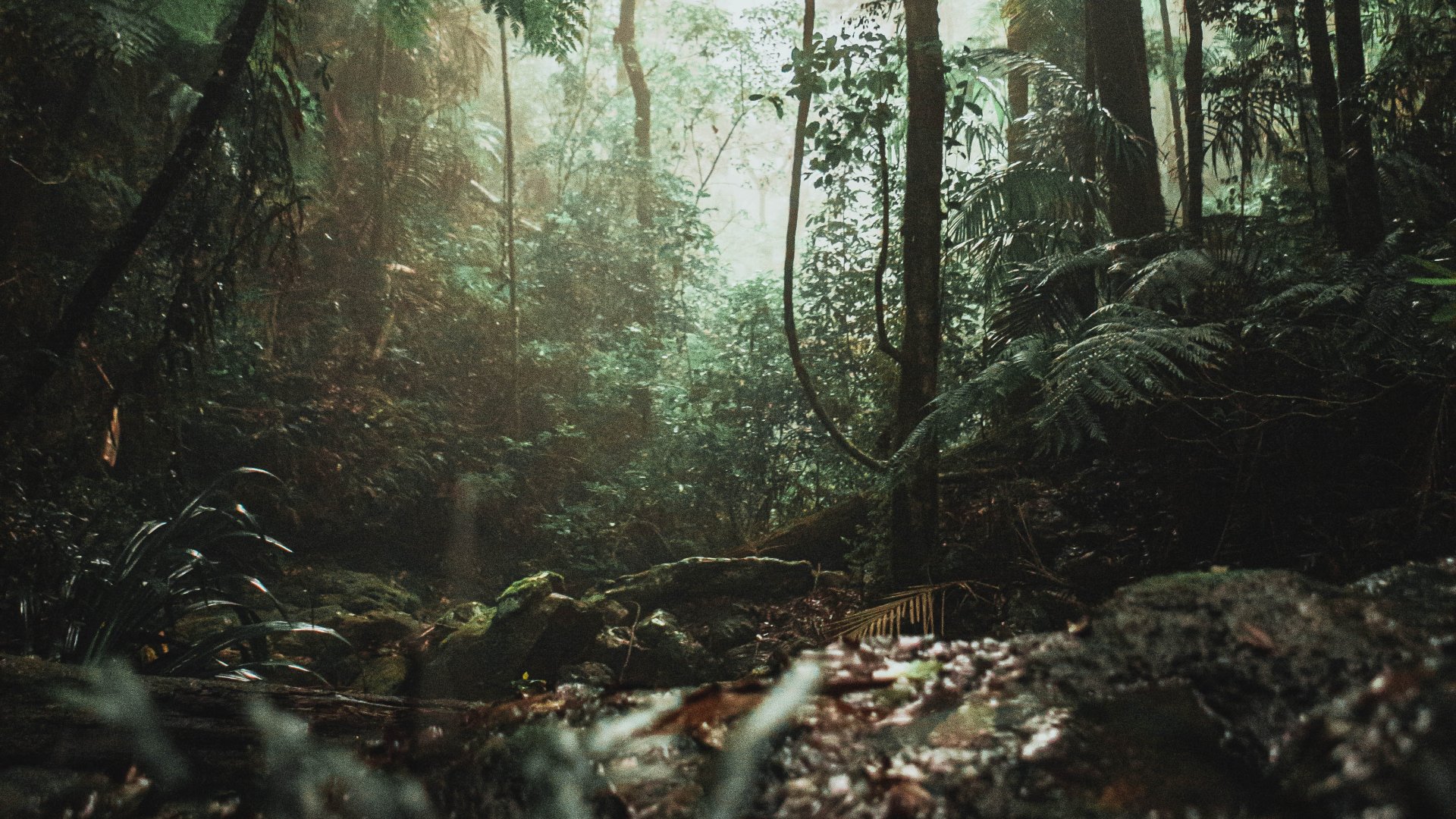 Félhomály az amazónai esőerdőben