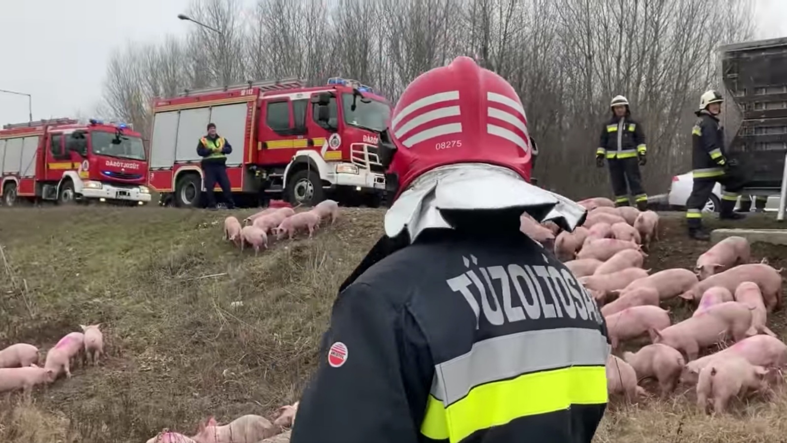 Tűzoltók malacokat terelgetnek egy állatszállító kamion balesete után a 7-es főúton