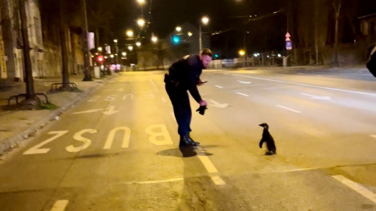 Egy rendőr és a szökevény pingvin a Dózsa György úton