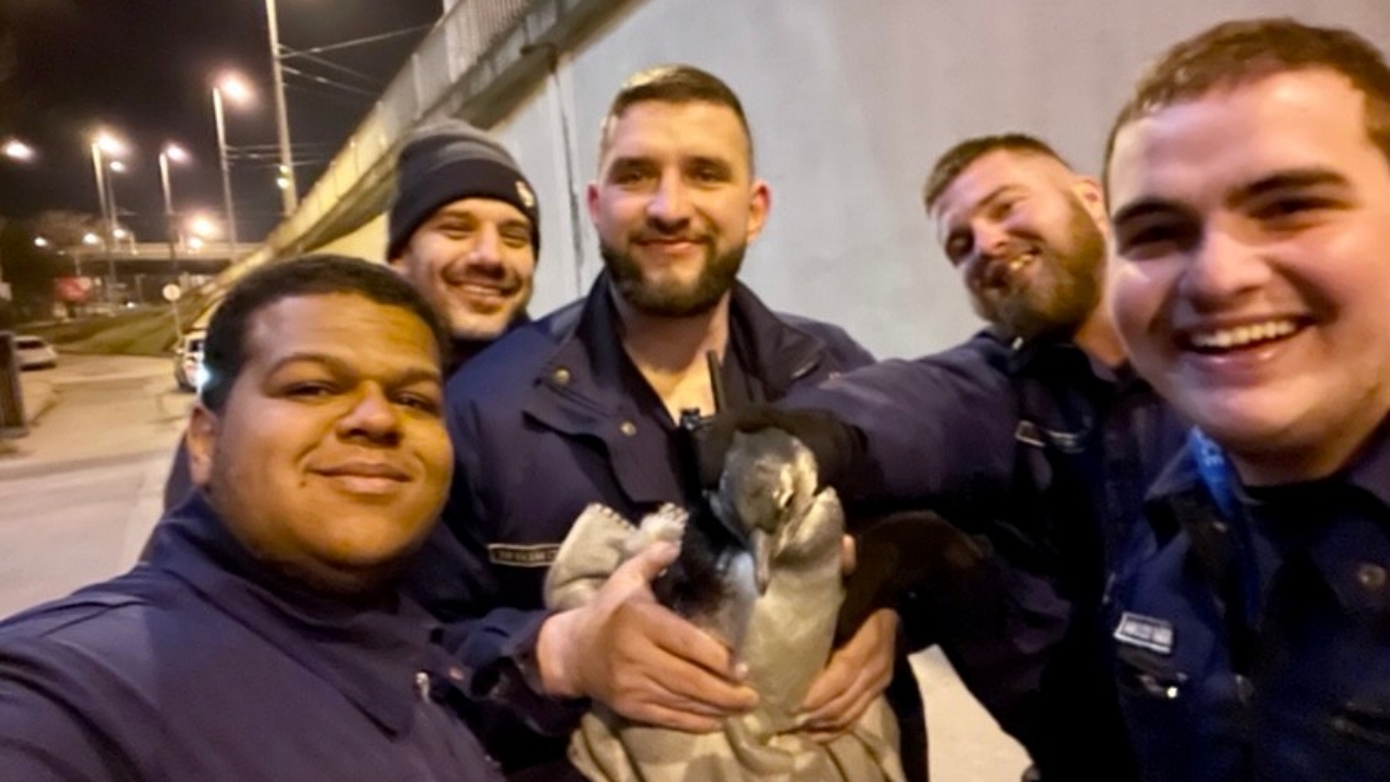 Sanyi a pingvin a rendőrökkel