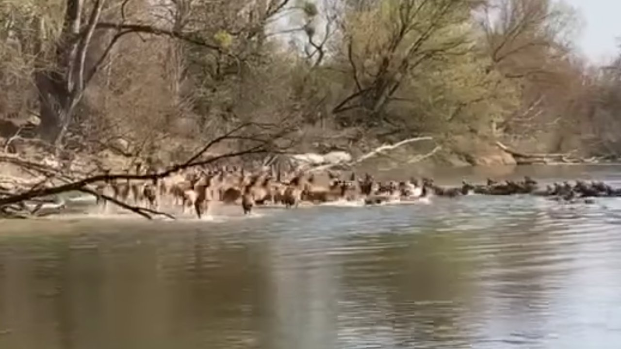 Szarvasok kelnek át a Duna egyik mellékágán a Szigetközben