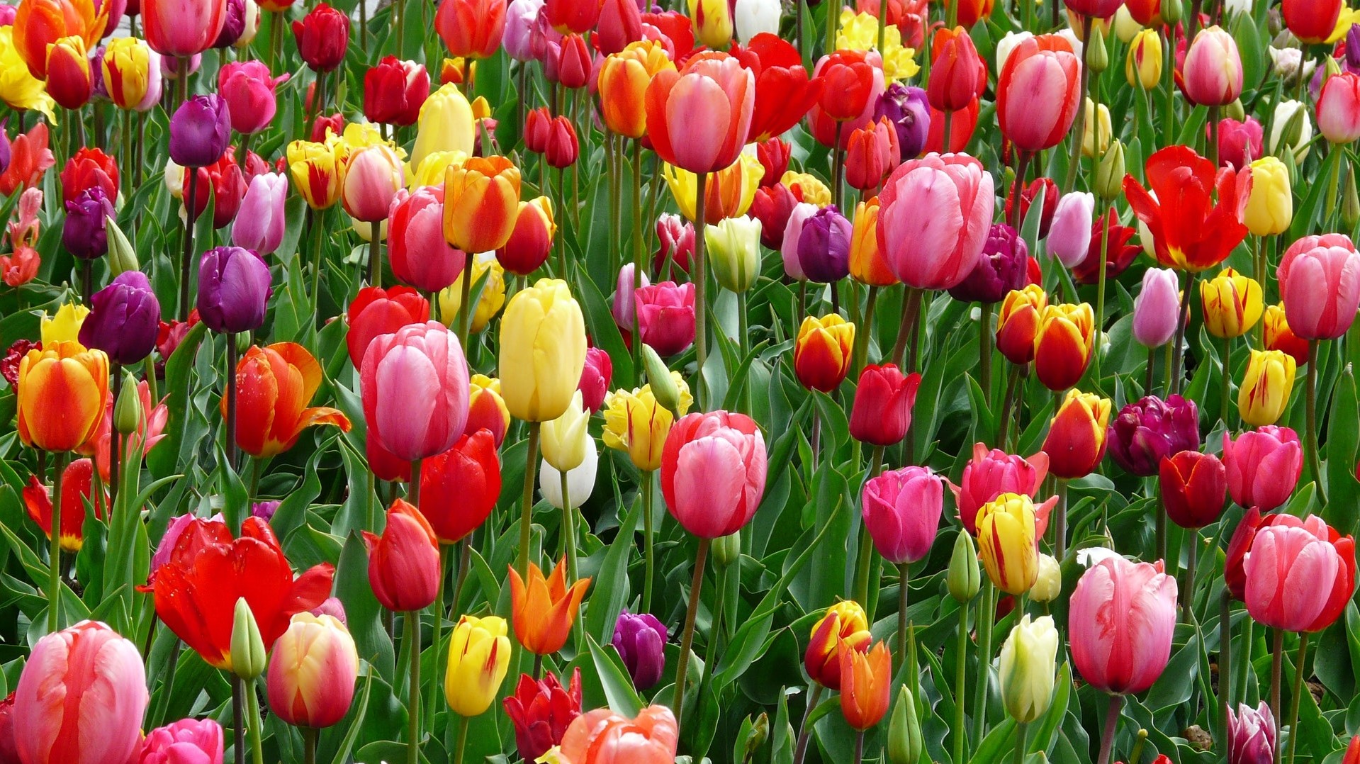 A tulipánok minden színnel azt jelzik: tavasz van! (Fotó: Pexels.com)