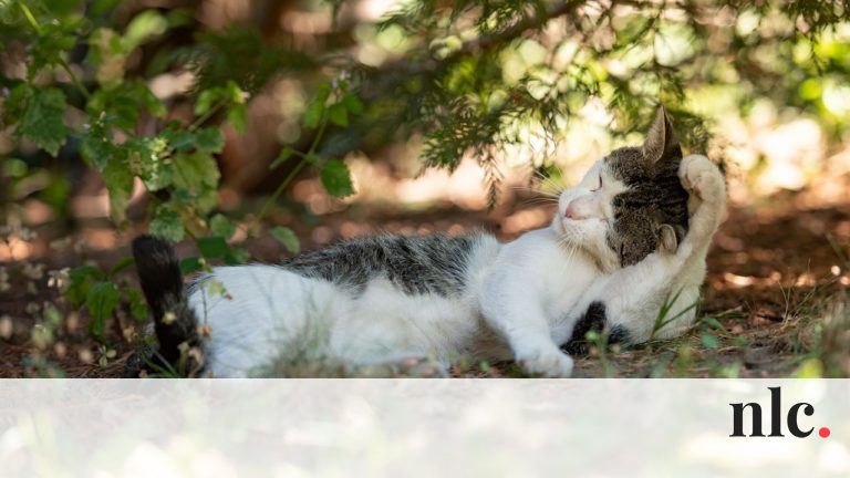 Napi horoszkóp 2022. 04. 19.: Ne vállald túl magad!