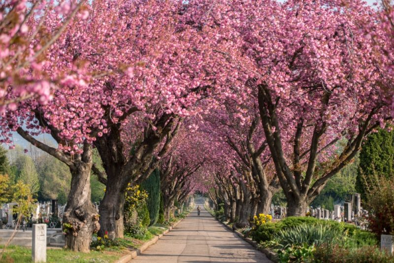 Pécsi köztemető, cseresznyevirágzás