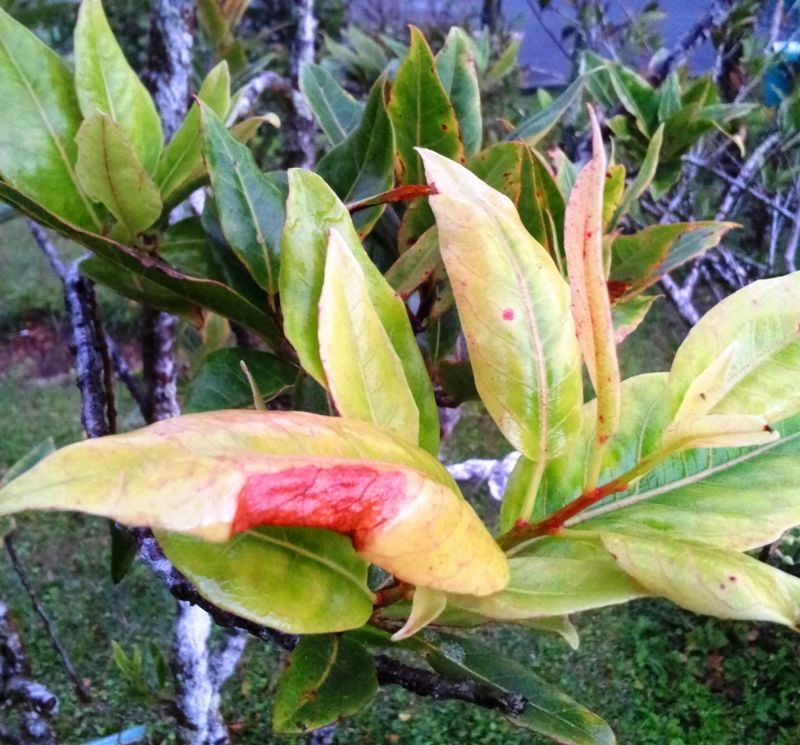 Elaeocarpus bojeri