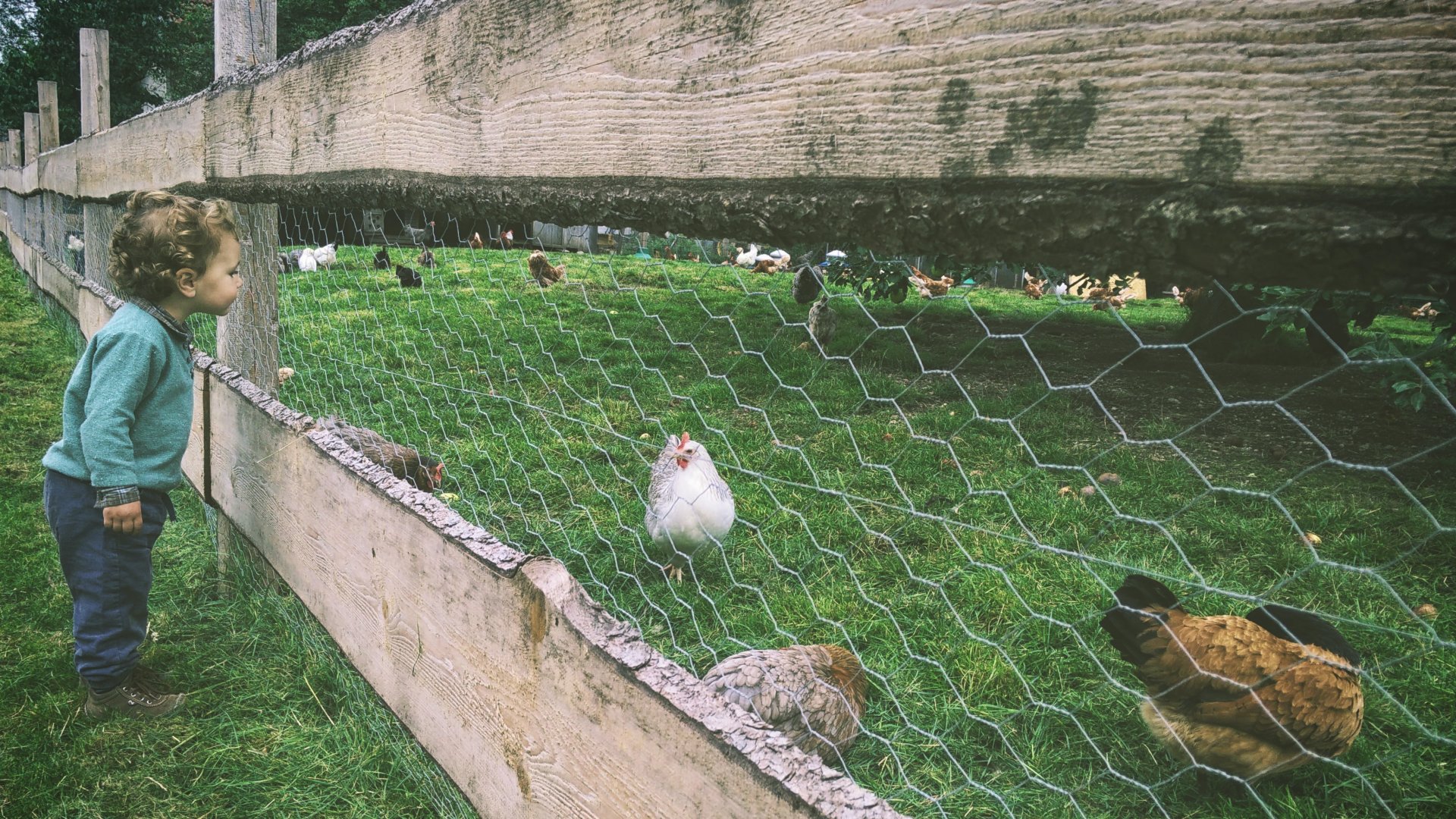 Kerítés mögött lévő csirkéket néz egy totyogó kisfiú