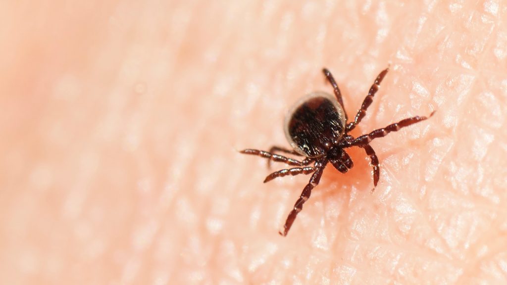 5 különbség az FSME-vírus és a Lyme-kór között