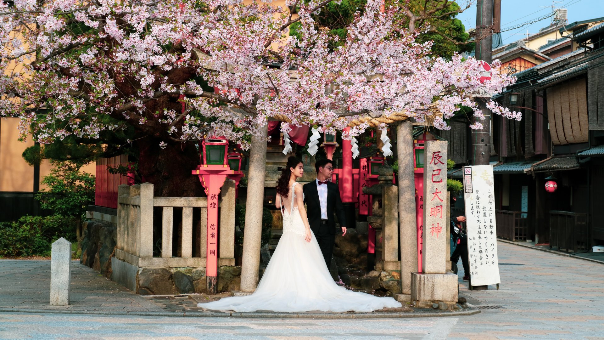 Menyasszon és vőlegény Japánban egy virágzó cseresznyefa alatt