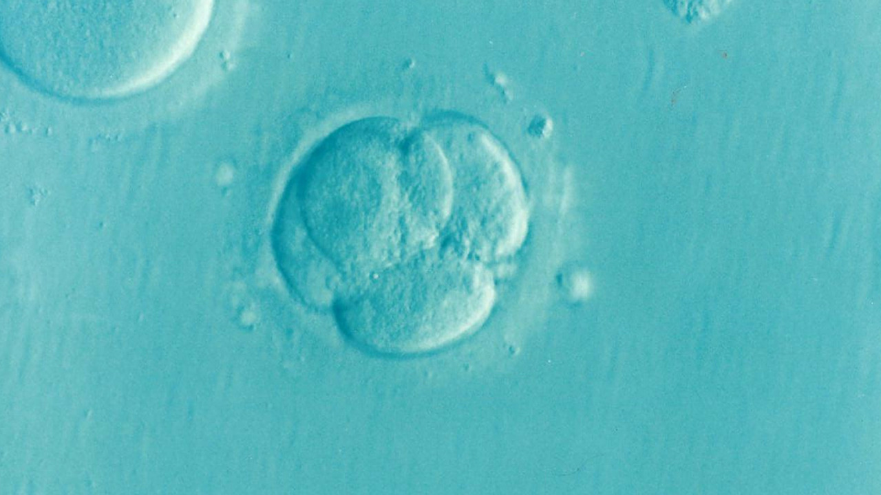 embrio