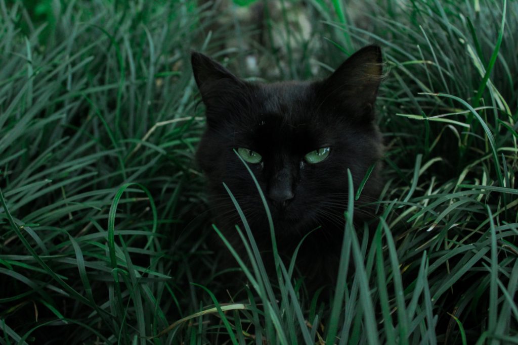 macska a kertben
