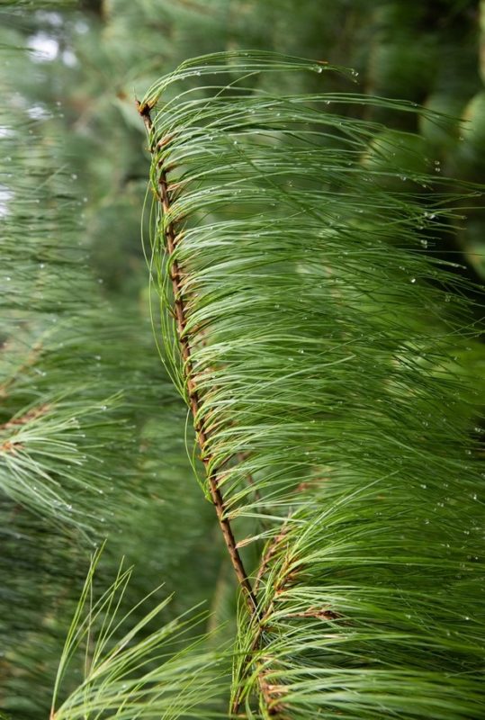 Pinus squamata