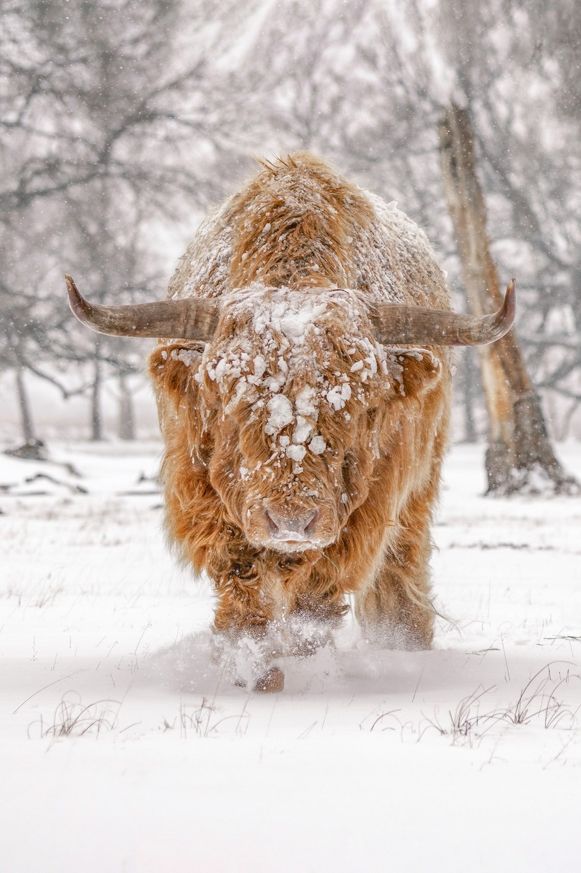 Highland Cattle (Bos taurus taurus) covered with snow and ice in Deelerwoud, the Netherlands. By Albert Beukhof. NETHERLANDS: UNBELIEVABLE pictures of both the natural world and man-made structures have been named as the shortlisted photos in this year’s open competition of the Sony World Photography Awards. One of the landscape category photos, Outburst by Luis Manuel Vilarińo Lopez from Spain, shows Iceland’s youngest volcano, Geldingalir, with lava flowing down its sides towards the camera. Another photo, Murmuration by James Crombie, shows a flock of starlings over Lough Ennell in Ireland, forming the shape of a large bird in flight. The photos have been shortlisted in the open competition of the Sony World Photography Awards 2022, run by the World Photography Organisation and judged by Hideko Kataoka, Director of Photography at Newsweek Japan. mediadrumimages/AlbertBeukhof,Image: 670956194, License: Rights-managed, Restrictions: , Model Release: no, Credit line: Profimedia