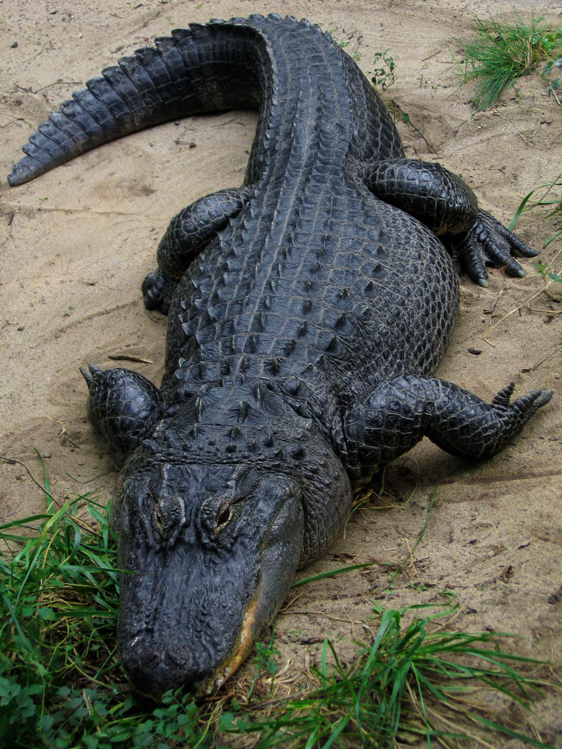 Egy szinte teljesen fekete mississippi aligátor (fotó: Wikipedia)