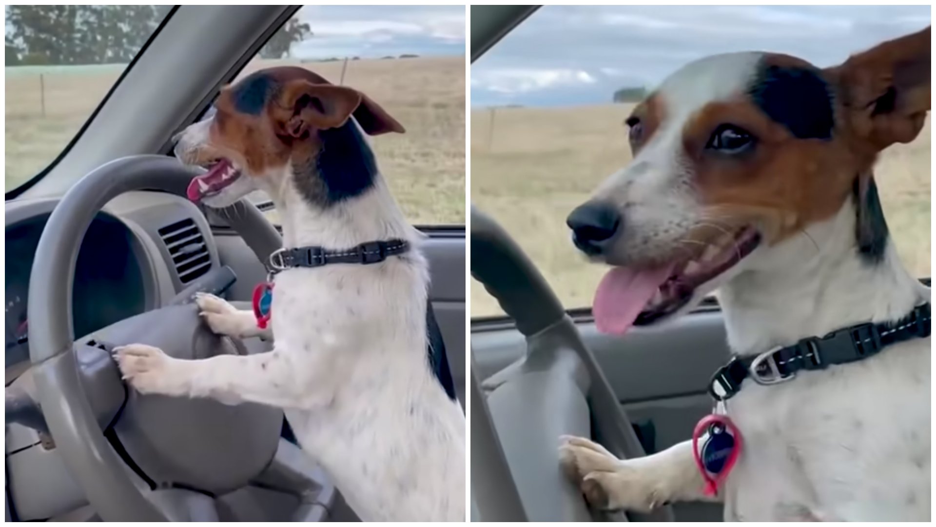 Lexie, a Jack Russell terrier kutya, aki egyedül vezet autót egy ausztrál farmon