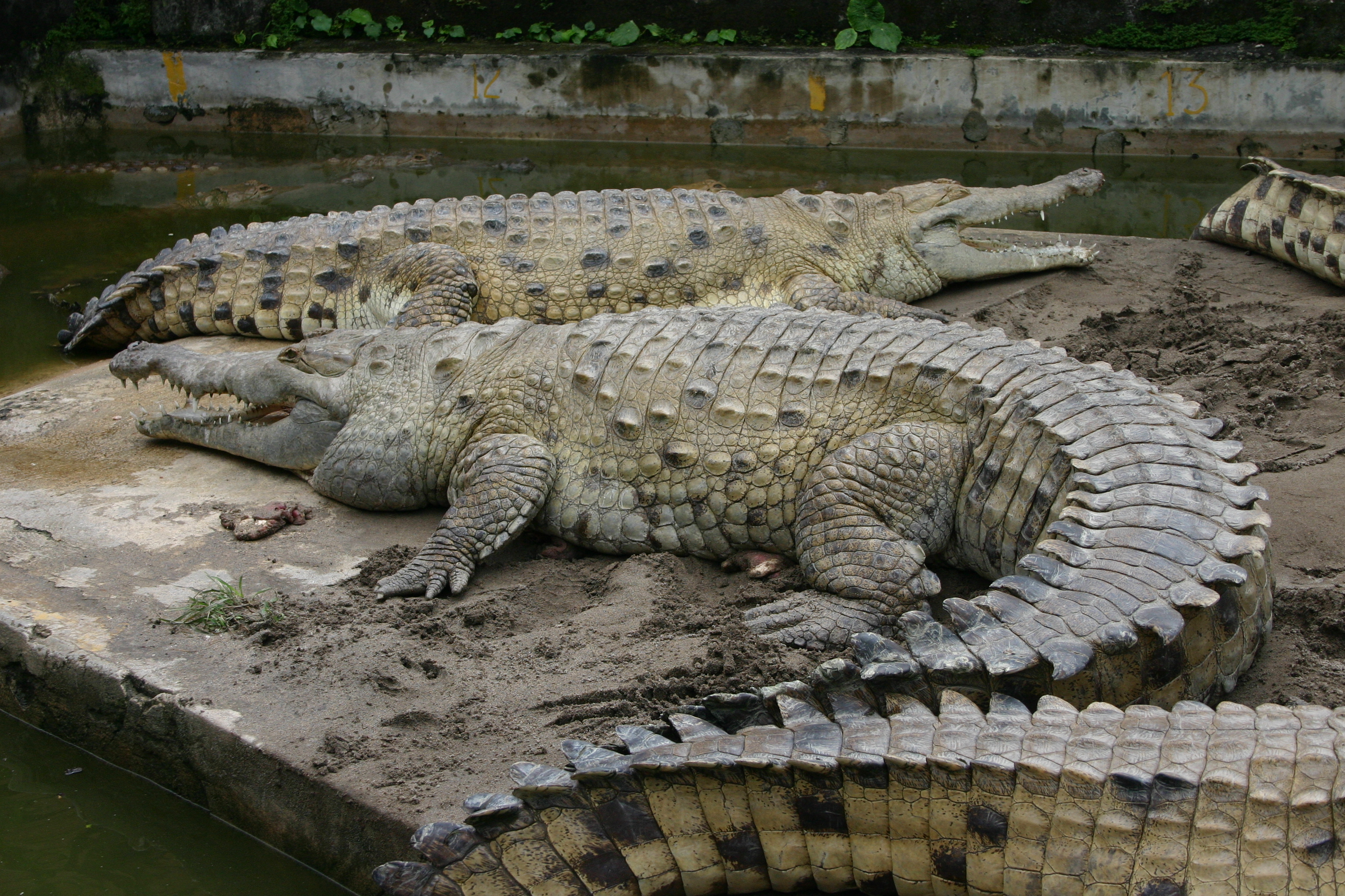 Két jókora orinocói krokodilus (fotó: Wikipedia)