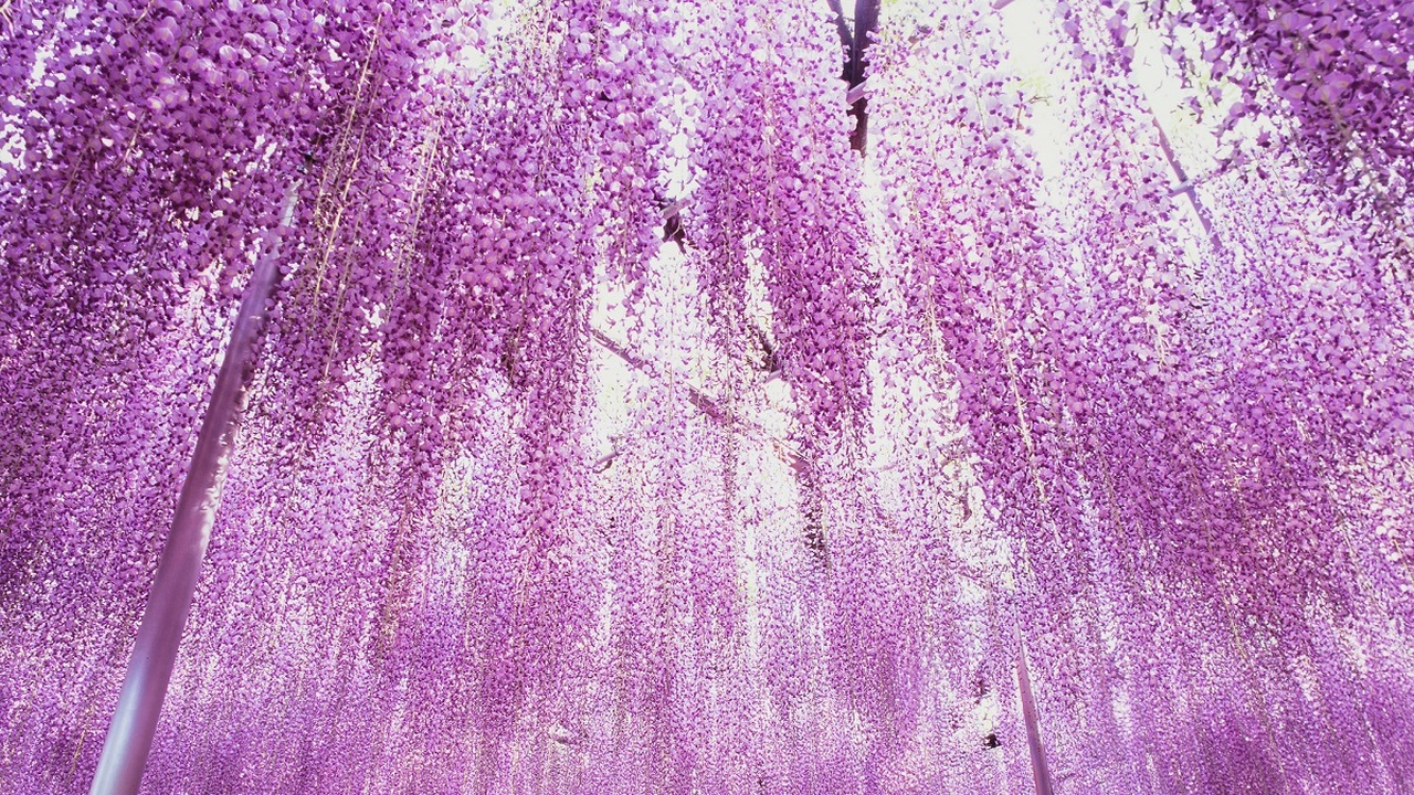 Lilaakác virágzás Japánban