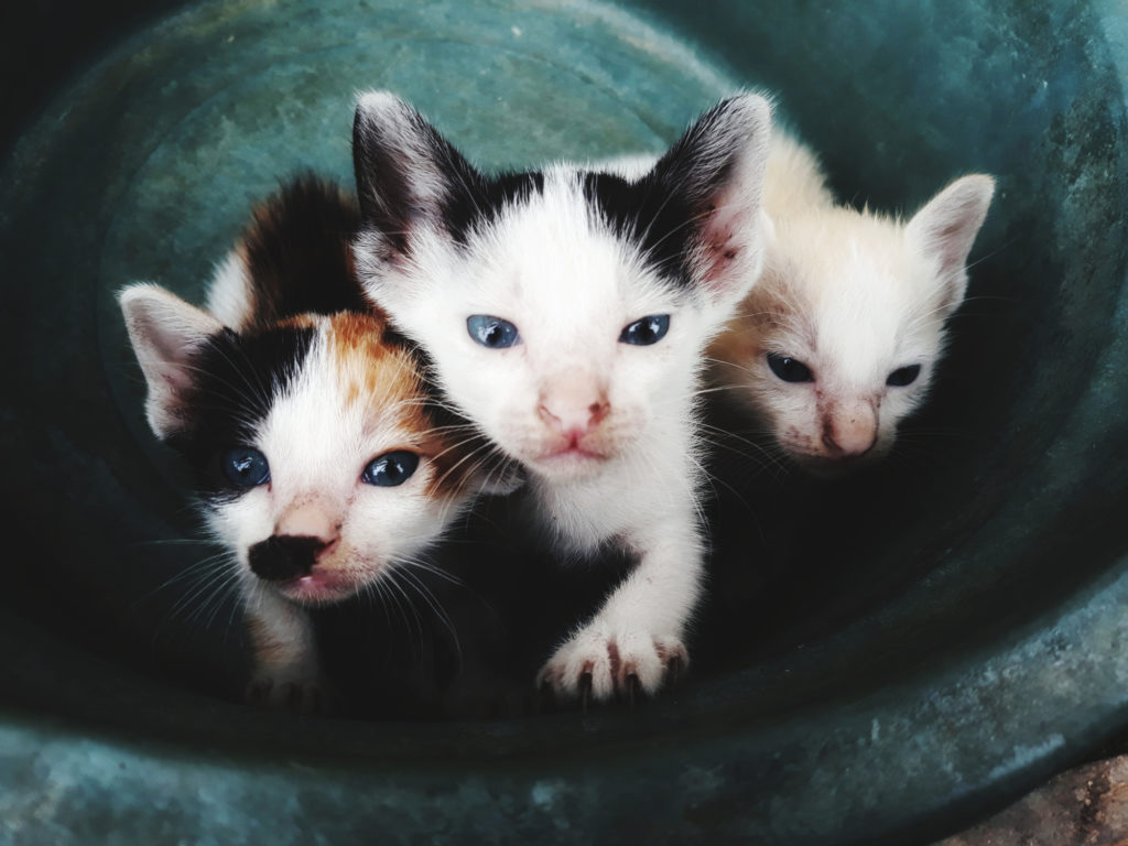 állatvédelem macska kölyökmacska ivartalanítás felelős állattartás
