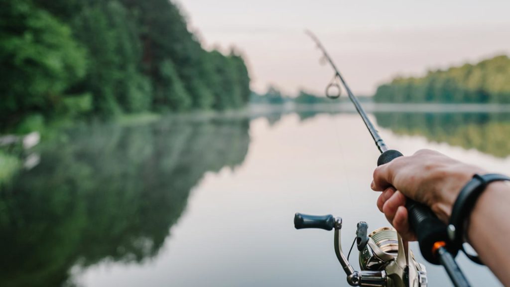 Kifogták minden idők legnagyobb Tisza-tavi pontyát