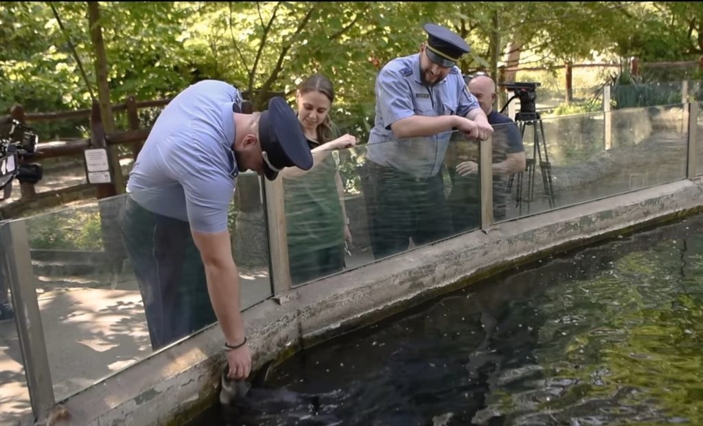 Meglátogatták megmentői Sanyit a pingvint