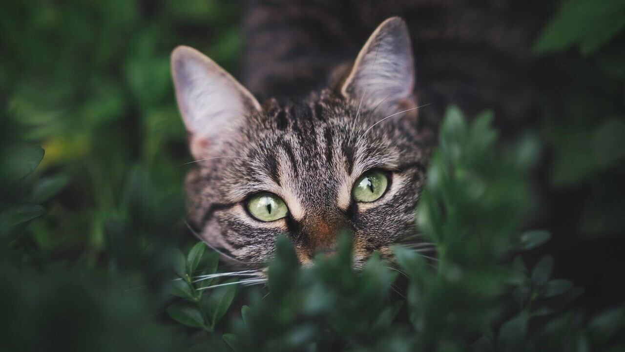 bokor mögött rejtőzködő cirmos cica