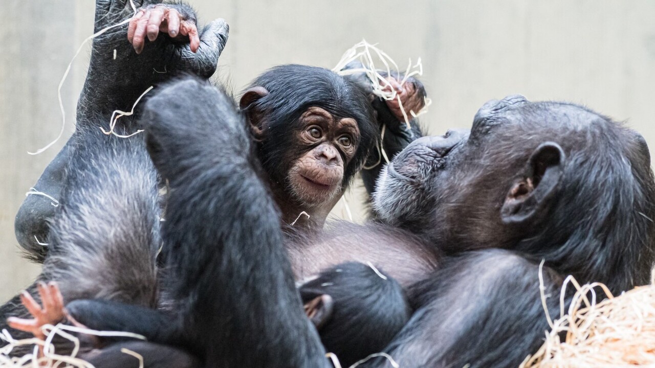 csimpánz család