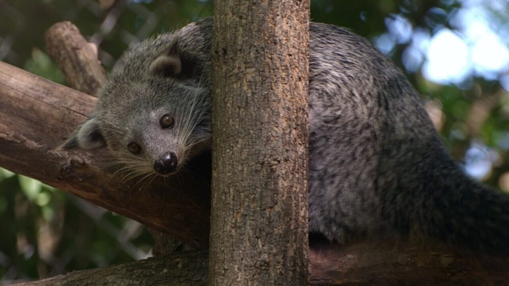 Már látogathatók a binturong kölykök a Szegedi Vadasparkban