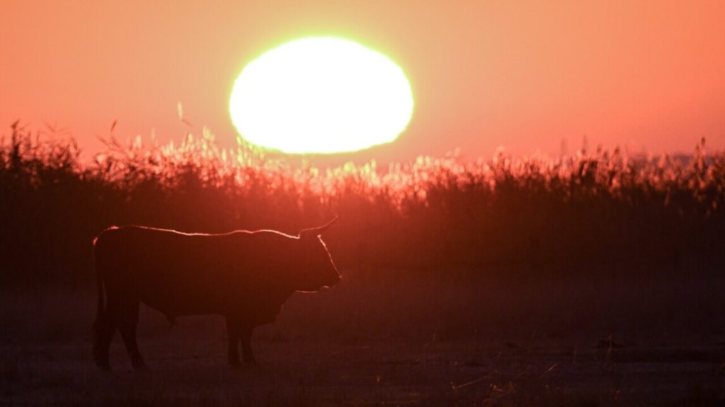 Lángol a puszta a Hortobágyon