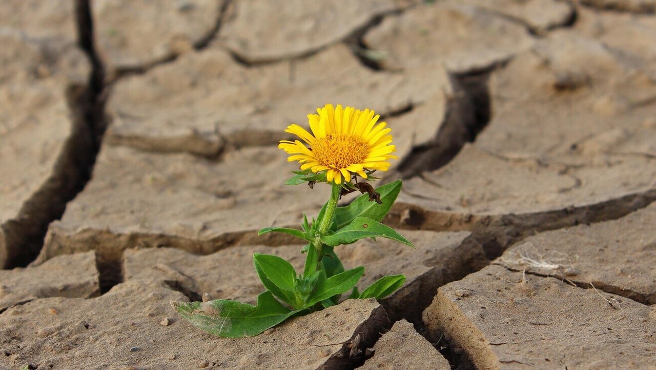 virág nő ki a száraz, repedezett talajból