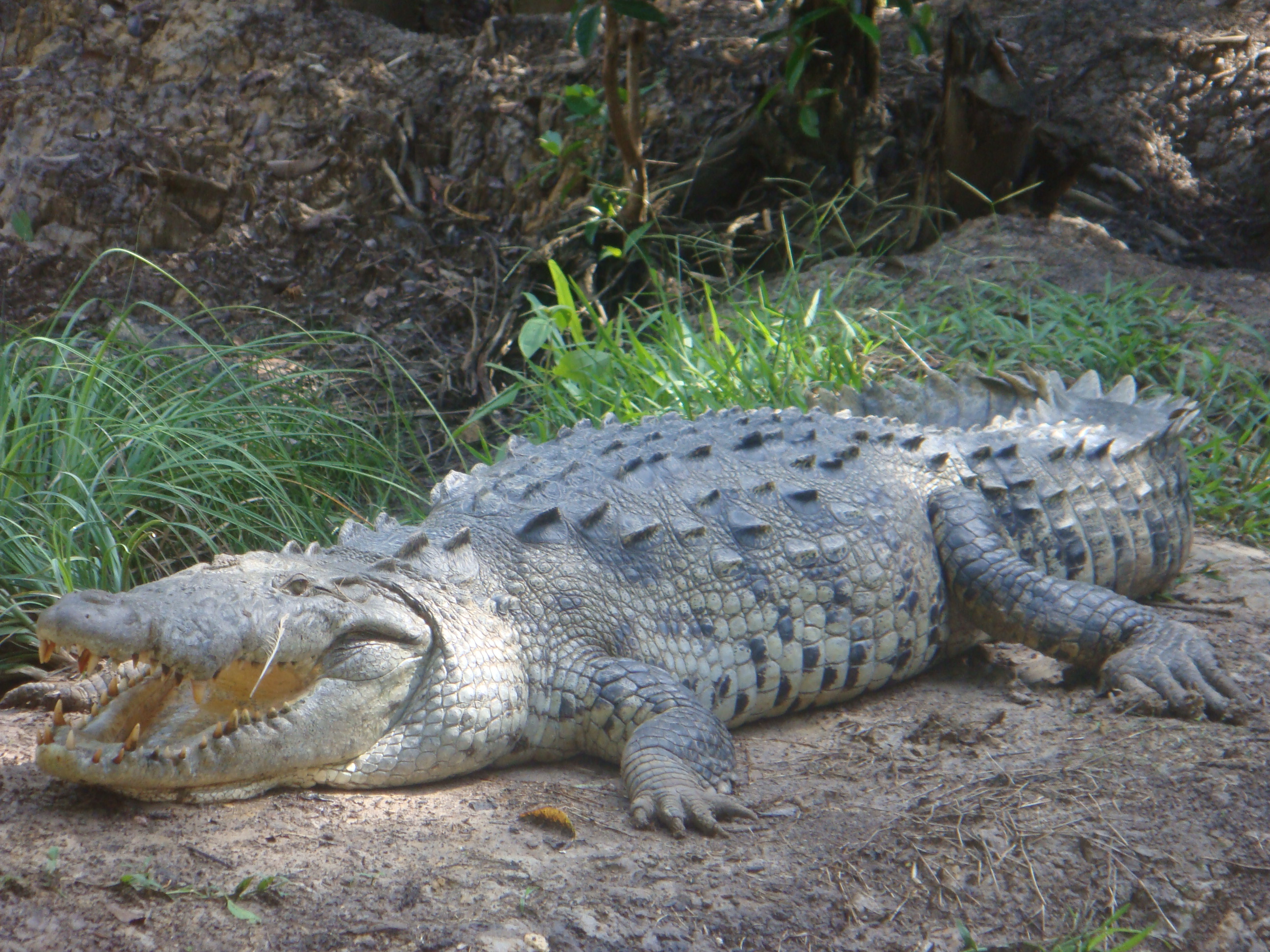 Egy kifejlett amerikai krokodil (fotó: Wikipedia)