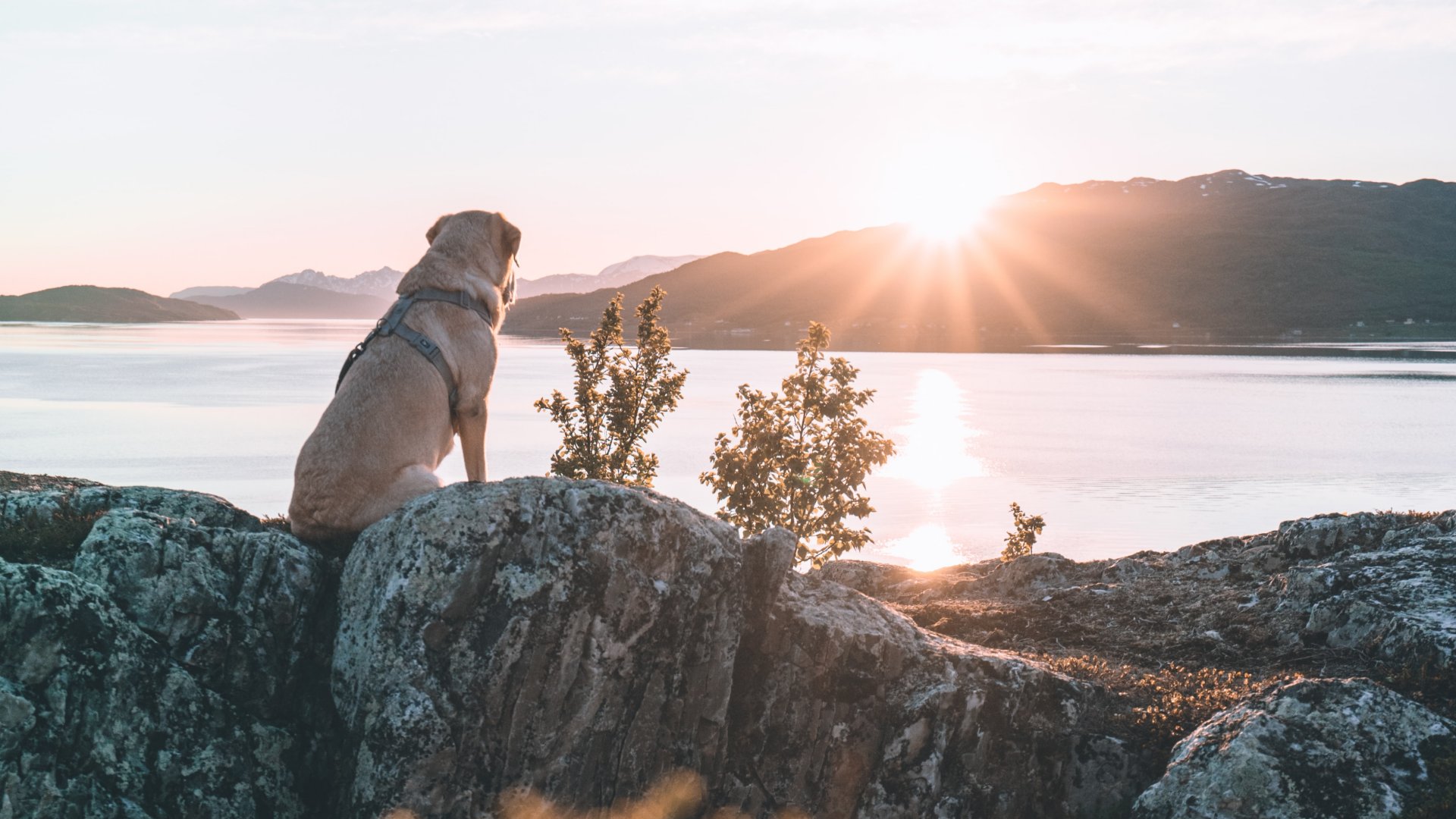 Egy labrador kutya ül a sziklán a naplementét nézve