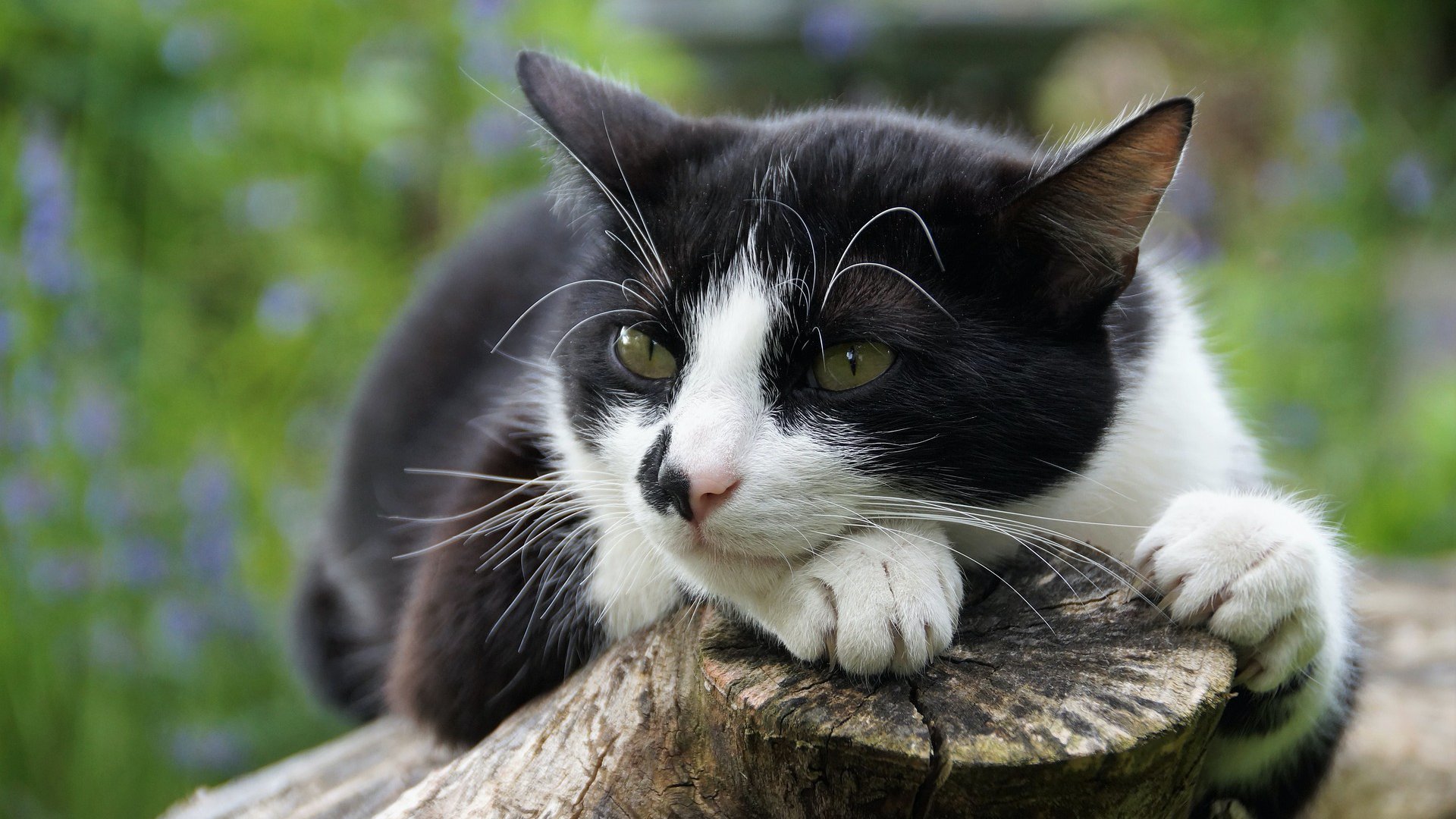 Egy fekete-fehér macska fekszik egy fán