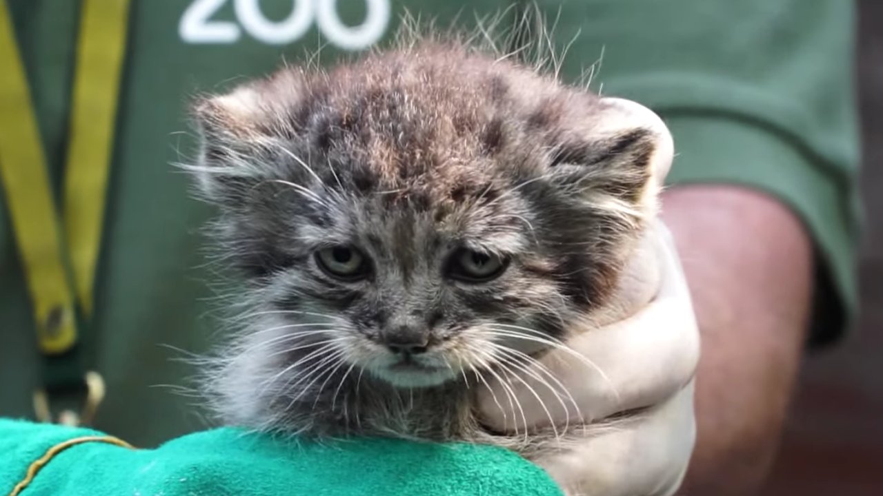 A budapesti állatkertben 2022 márciusában született egyik manulkölyök