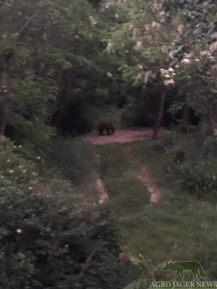 A Pest megyei Kartal határában felbukkant medve