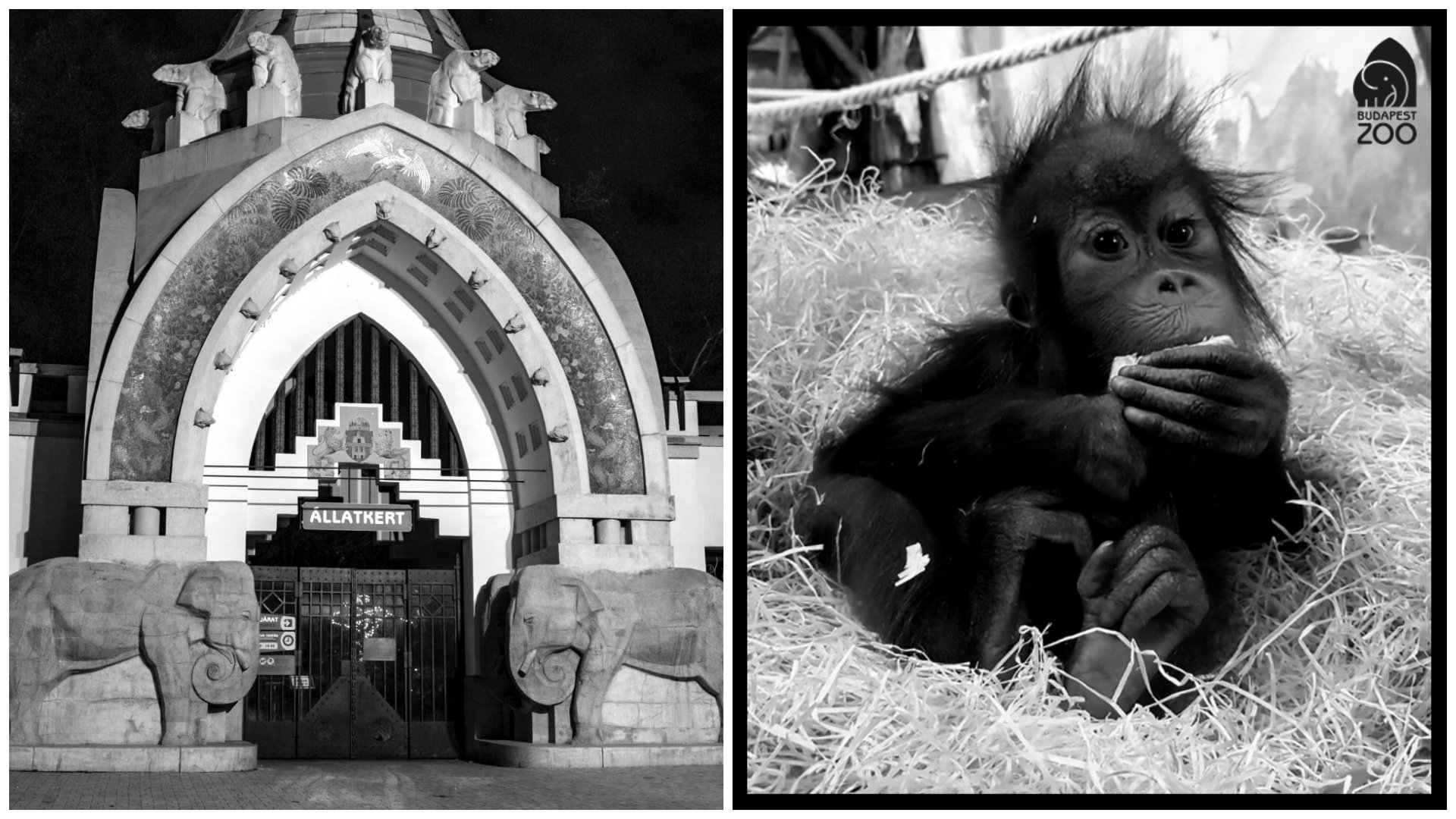 A montázson a Fővárosi Állat- és Növénykert bejárata és Móric, az elpusztult orangutánkölyök