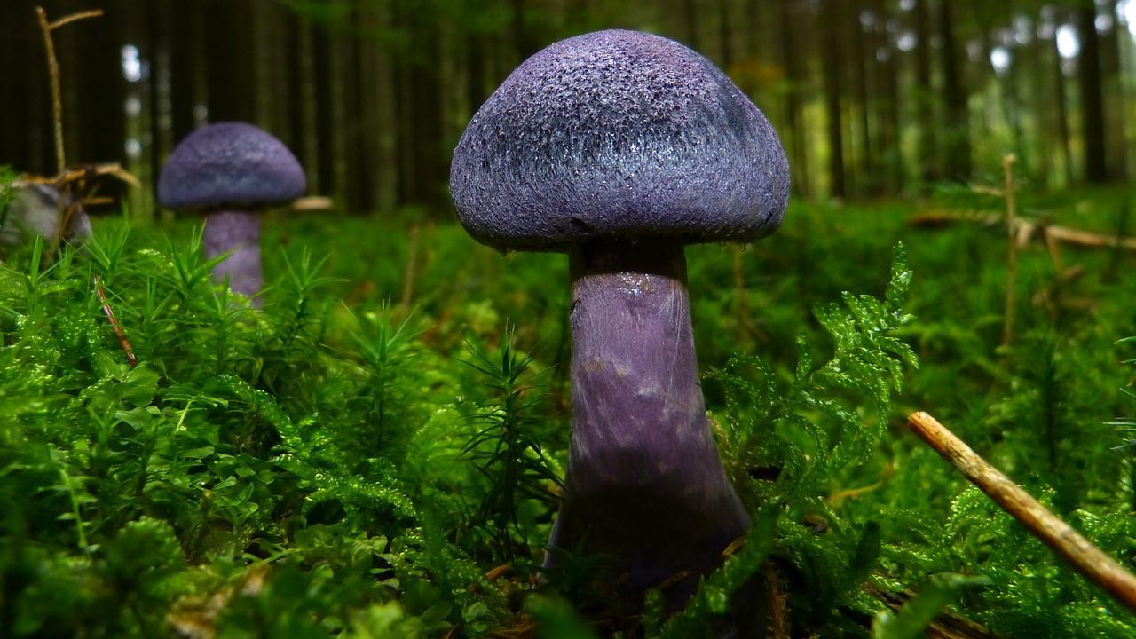 Gombák az erdőben.