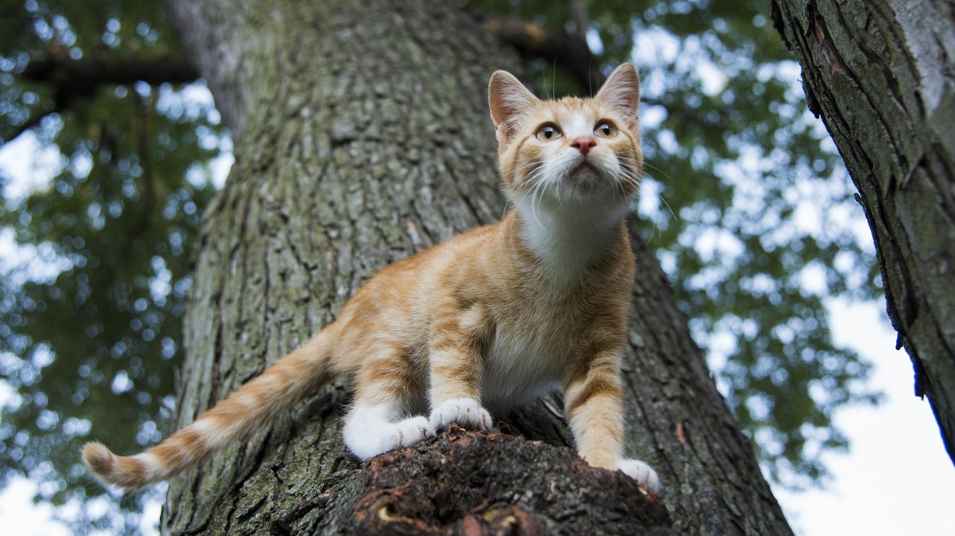 Vörös macska a fán figyel