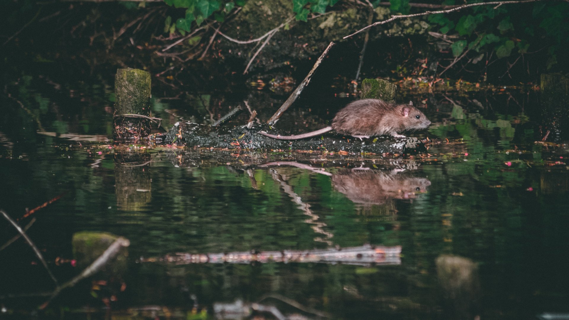 Patkány az erdőben a víz partján