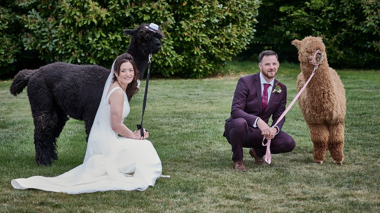 Sarah és Justin Springham alpakapárral pózol az esküvőjükön