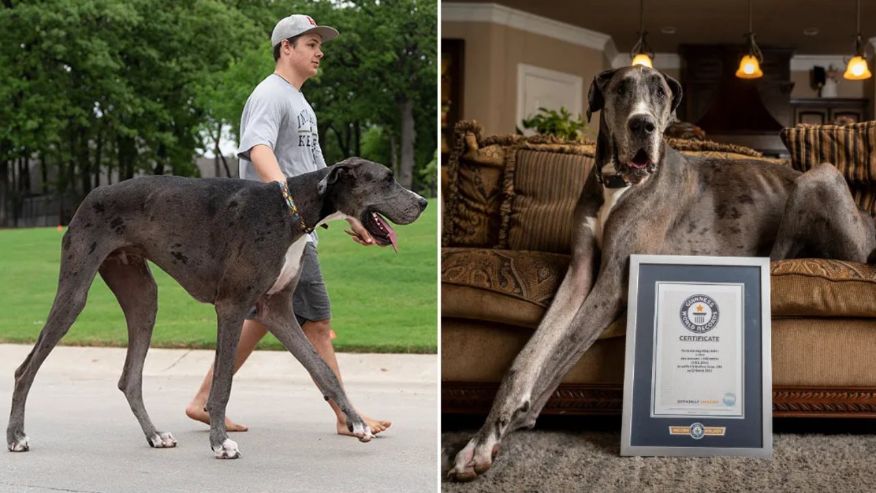 Zeus, a német dog, a világ legmagasabb kutyája