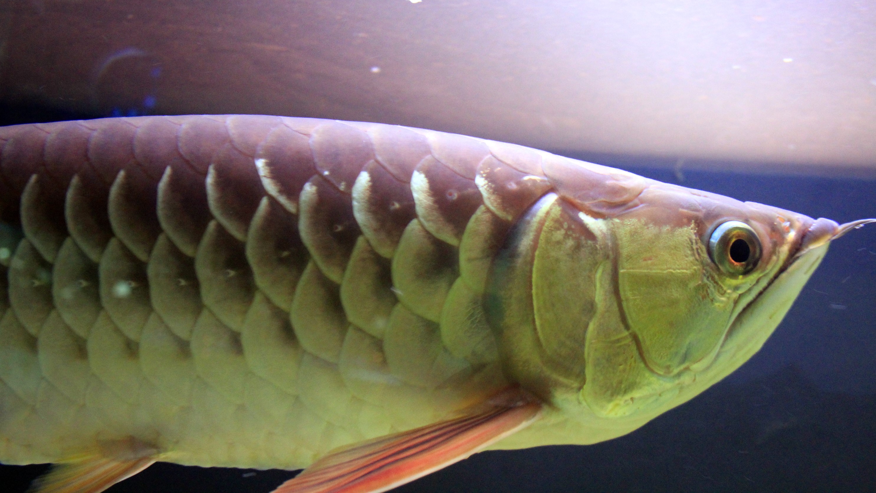 Az ázsiai csontnyelvű hal a gazdagok tányérján köt ki (Fotó: Wikipédia)